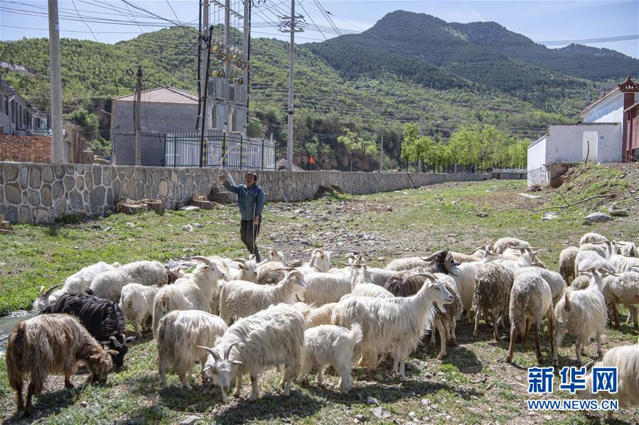（社會(huì)）（1）“羊倌”脫貧記