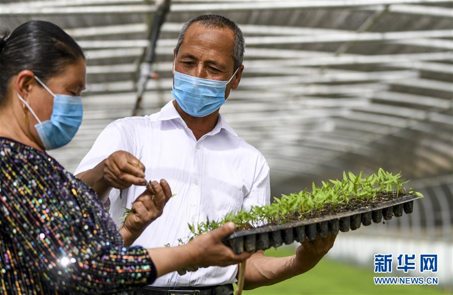 “沙漠辣椒”助脫貧 百姓生活更紅火 (脫貧攻堅)(1)“沙漠辣椒”助脫貧 百姓生活更紅火