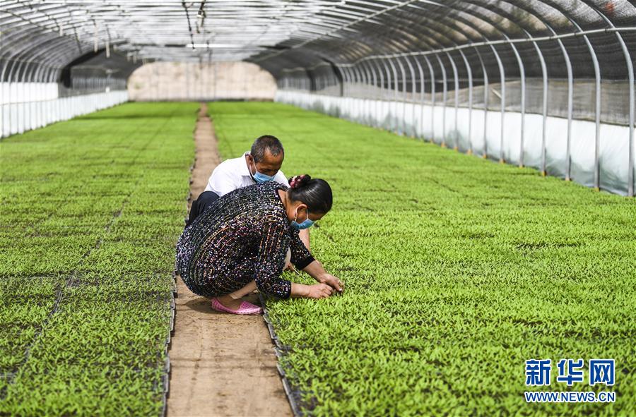 （脫貧攻堅）（2）“沙漠辣椒”助脫貧 百姓生活更紅火