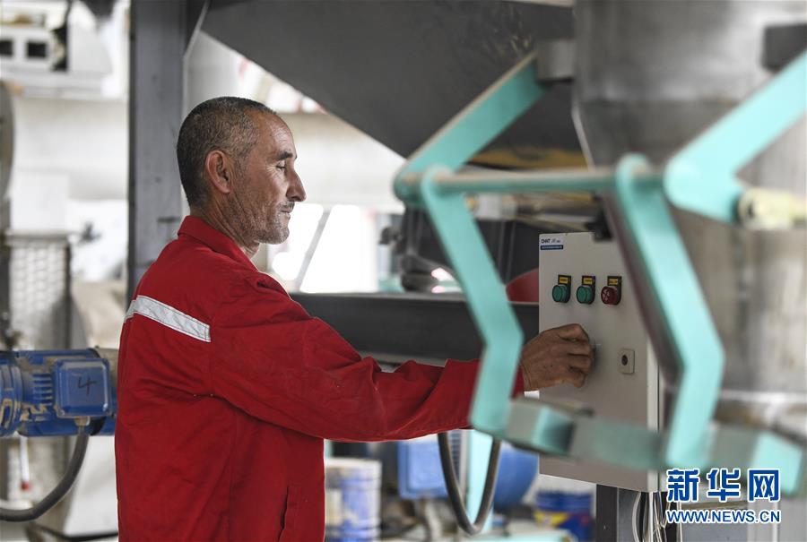 （脫貧攻堅）（3）“沙漠辣椒”助脫貧 百姓生活更紅火