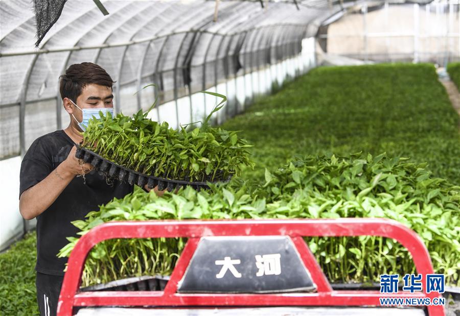 （脫貧攻堅）（4）“沙漠辣椒”助脫貧 百姓生活更紅火