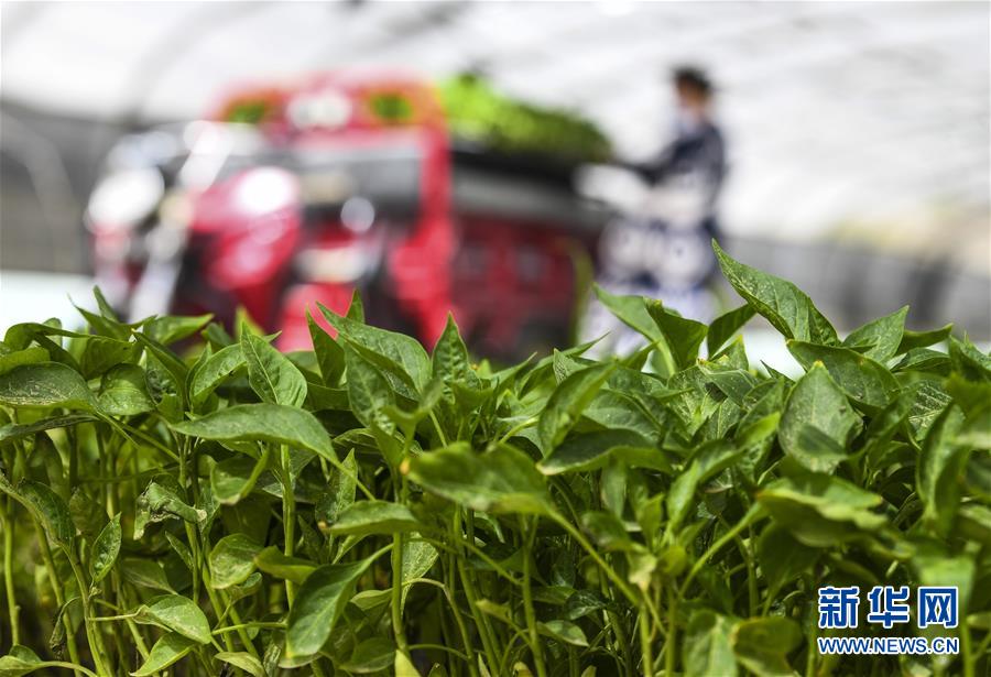 （脫貧攻堅）（5）“沙漠辣椒”助脫貧 百姓生活更紅火