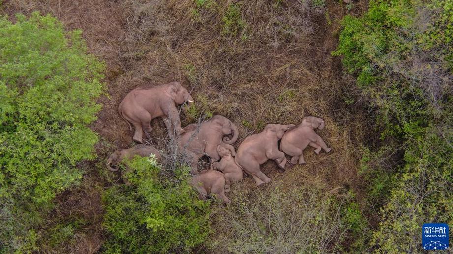萬類霜天競自由——寫在《生物多樣性公約》締約方大會第十五次會議開幕之際