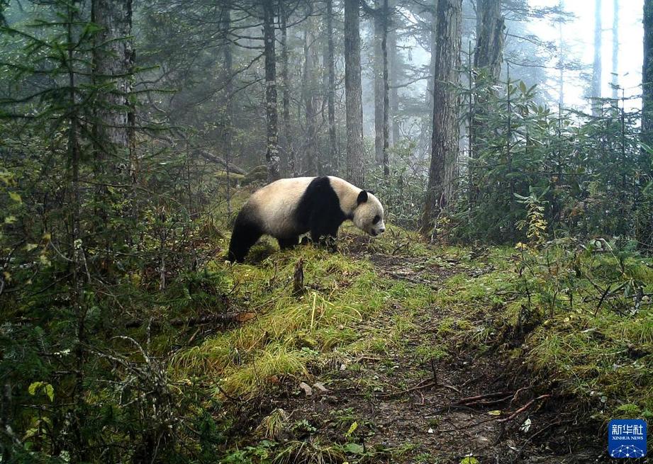 萬類霜天競自由——寫在《生物多樣性公約》締約方大會第十五次會議開幕之際