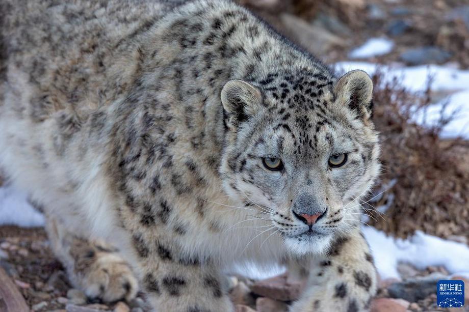 萬類霜天競自由——寫在《生物多樣性公約》締約方大會第十五次會議開幕之際