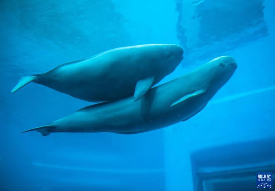 萬類霜天競自由——寫在《生物多樣性公約》締約方大會第十五次會議開幕之際