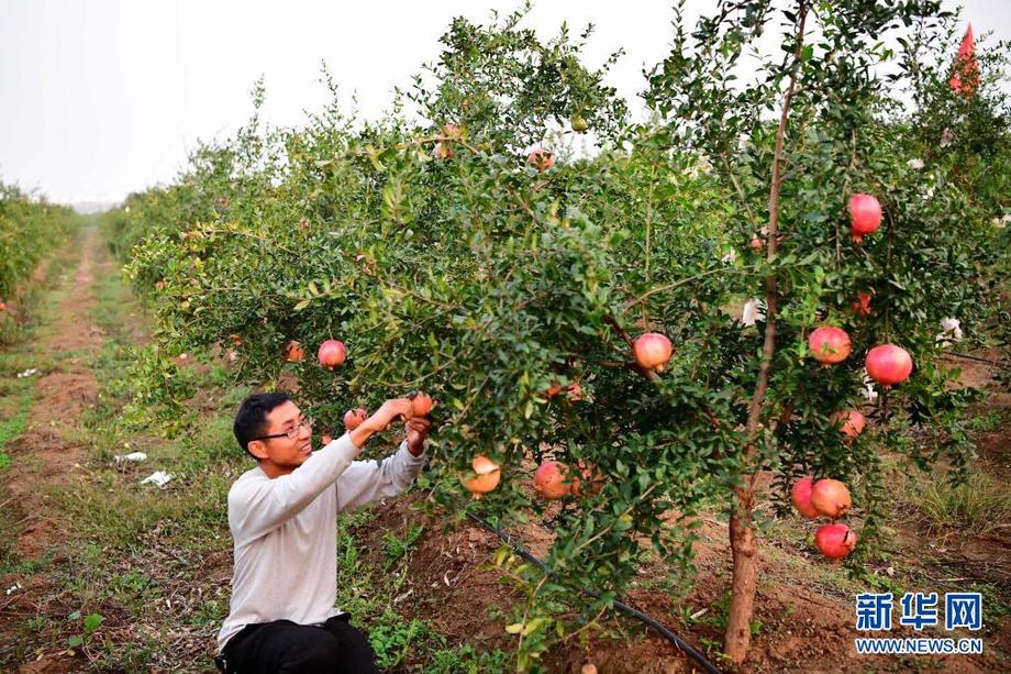 百年夢圓照此心——以習近平同志為核心的黨中央引領全面建成小康社會紀實