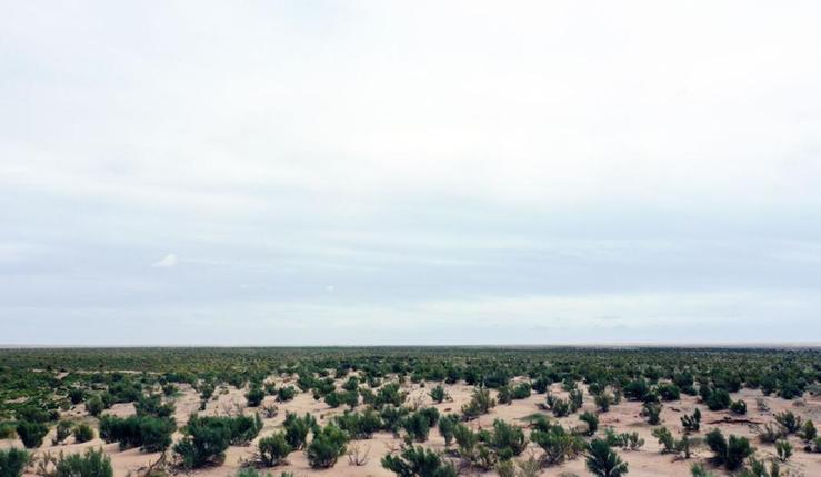 新時代新征程新偉業(yè)·習(xí)近平總書記關(guān)切事丨黃河之水天上來,奔流到此“青”幾許——黃河“幾字彎”生態(tài)治理一線故事