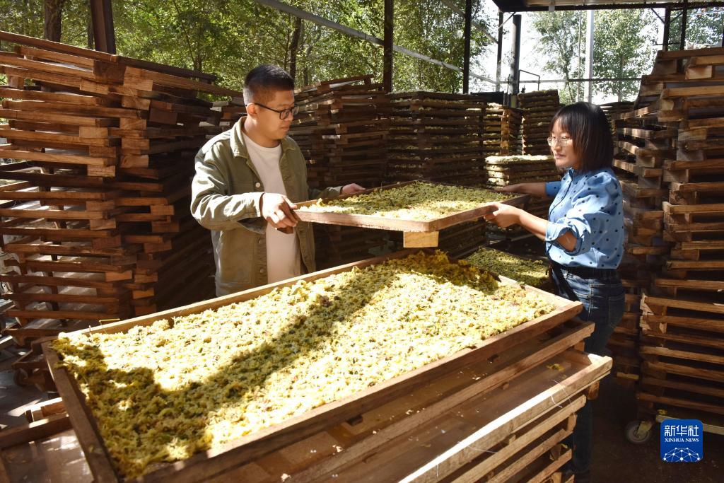 金秋時(shí)節(jié)菊花香