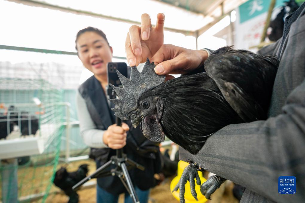 云南鹽津:烏骨雞養殖助增收