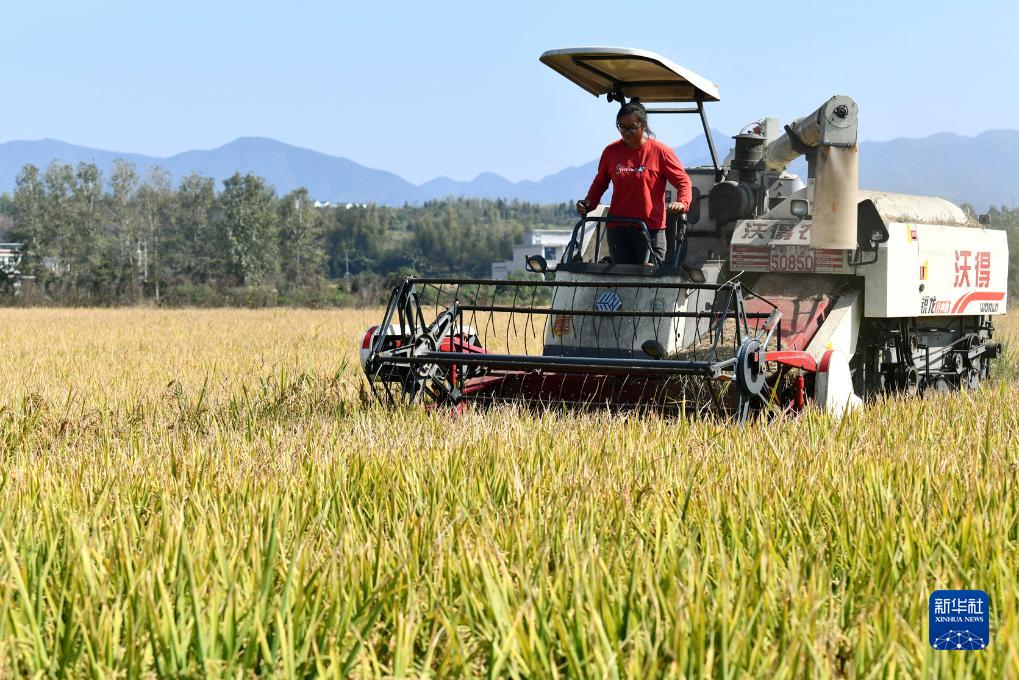秋糧收獲進入尾聲 全年糧食產(chǎn)量有望再創(chuàng)新高