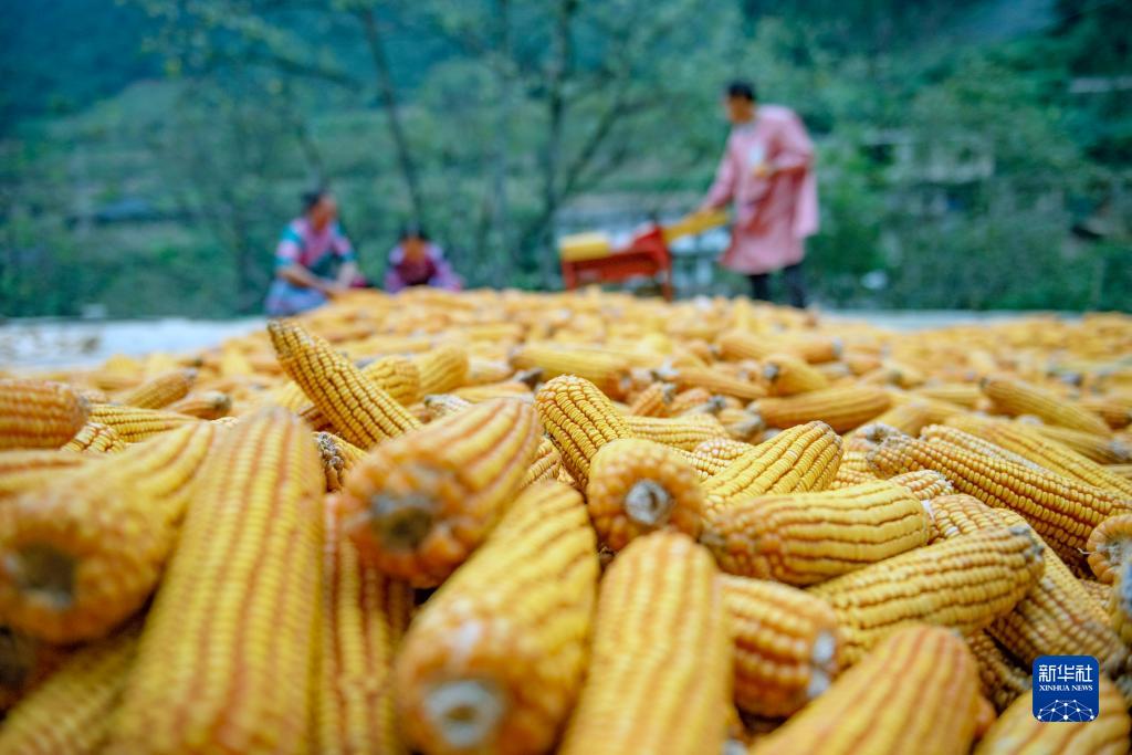 秋糧收獲進入尾聲 全年糧食產(chǎn)量有望再創(chuàng)新高