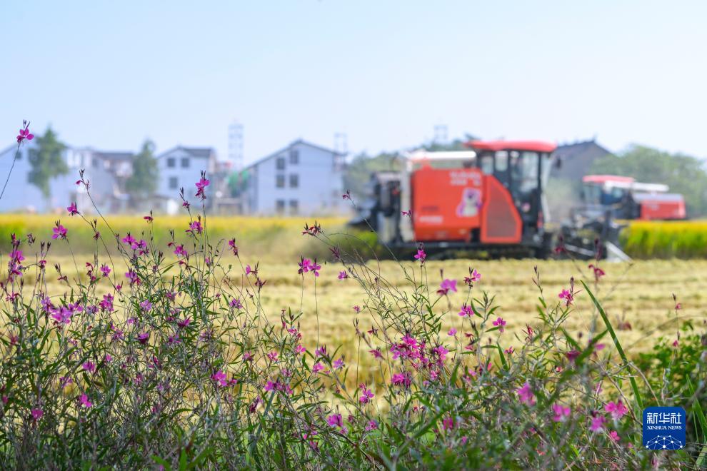 秋糧收獲進入尾聲 全年糧食產(chǎn)量有望再創(chuàng)新高