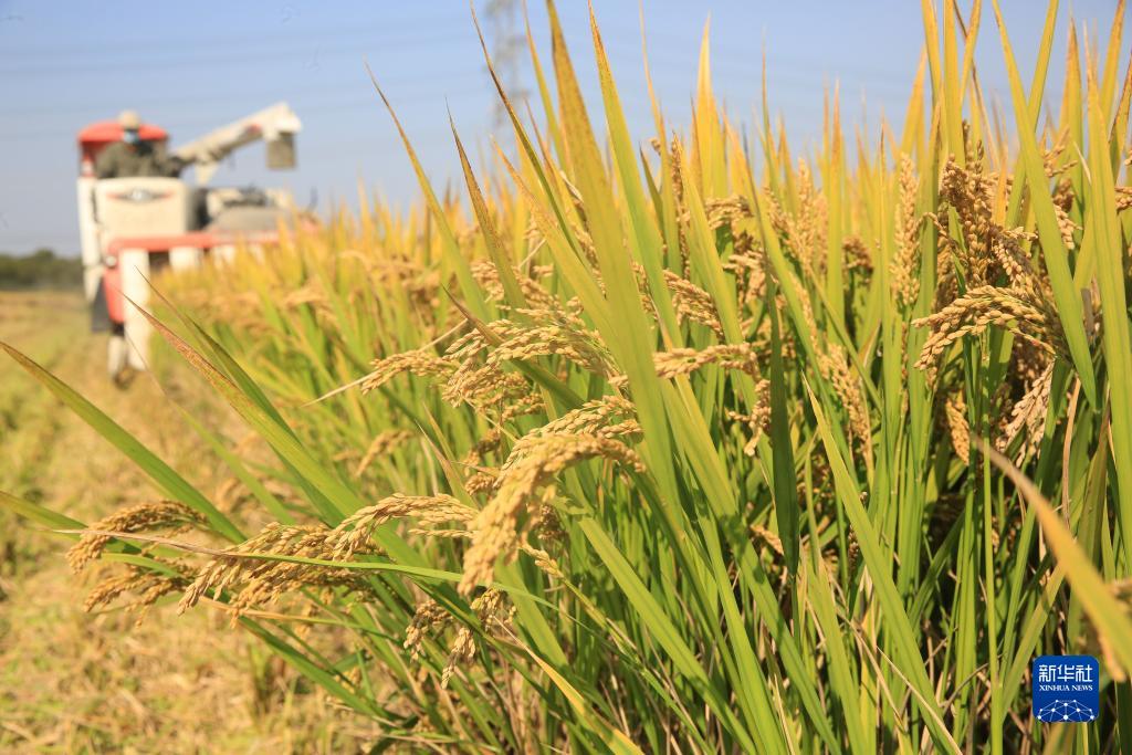 秋糧收獲進入尾聲 全年糧食產(chǎn)量有望再創(chuàng)新高