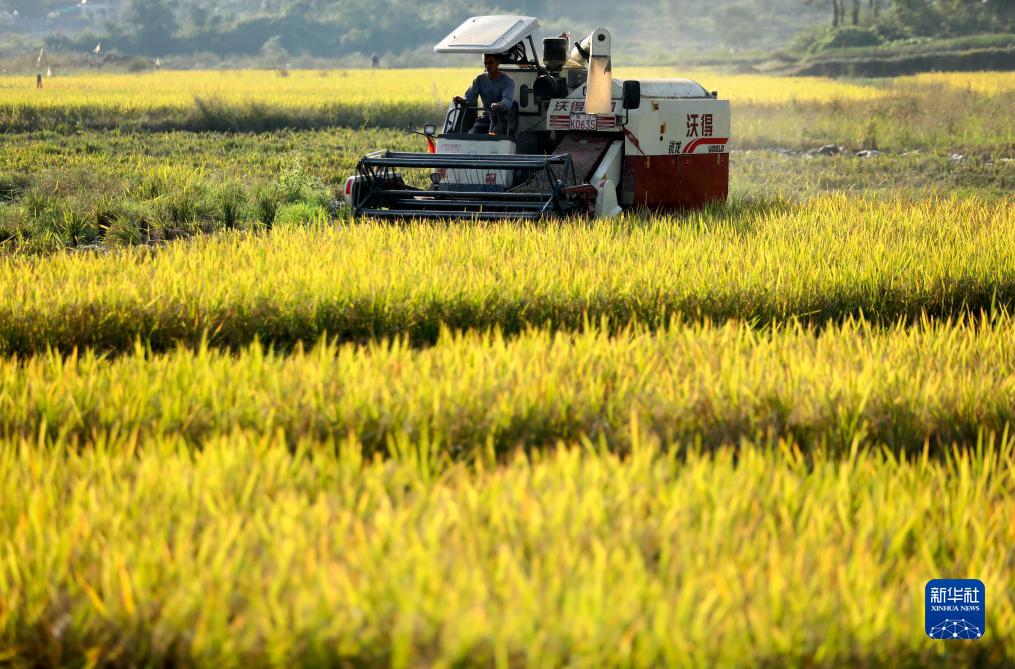 秋糧收獲進入尾聲 全年糧食產(chǎn)量有望再創(chuàng)新高