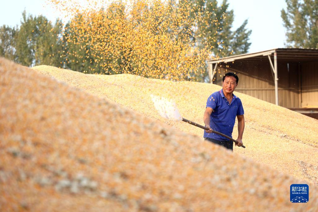 秋糧收獲進入尾聲 全年糧食產(chǎn)量有望再創(chuàng)新高