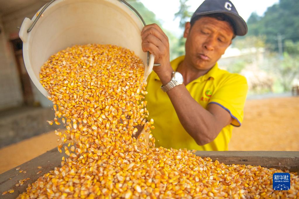 秋糧收獲進入尾聲 全年糧食產(chǎn)量有望再創(chuàng)新高