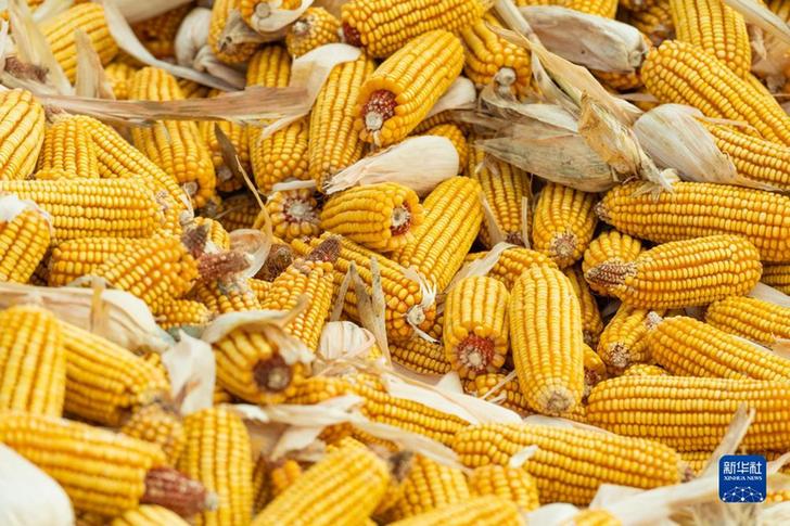 我國糧食產量連續9年穩定在1.3萬億斤以上