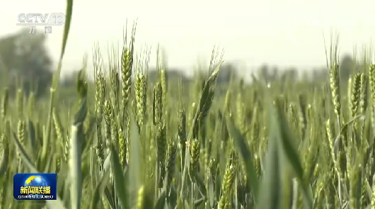 2022年度秋糧收購總量達(dá)近三年最高水平 2022年度秋糧收購總量達(dá)近三年最高水平