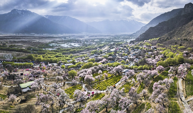 習(xí)近平總書(shū)記和西藏的故事