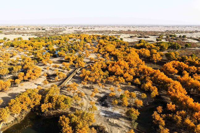 接續奮斗向未來——各地干部群眾在四中全會精神指引下奮力拼搏譜新篇